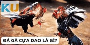 Giới thiệu về bộ môn đá gà cựa dao Kubet