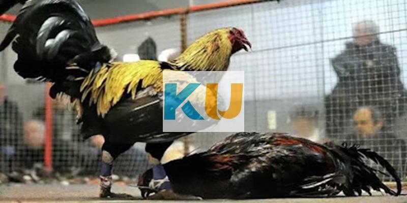 Kinh nghiệm chơi đá gà cựa dao dựa vào đặc điểm chiến kê bất bại