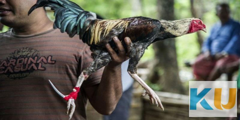 Lý do người chơi nên tham gia đặt cược đá gà Kubet