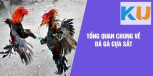 Tại sao đá gà cựa sắt Kubet thu hút đông đảo người chơi?