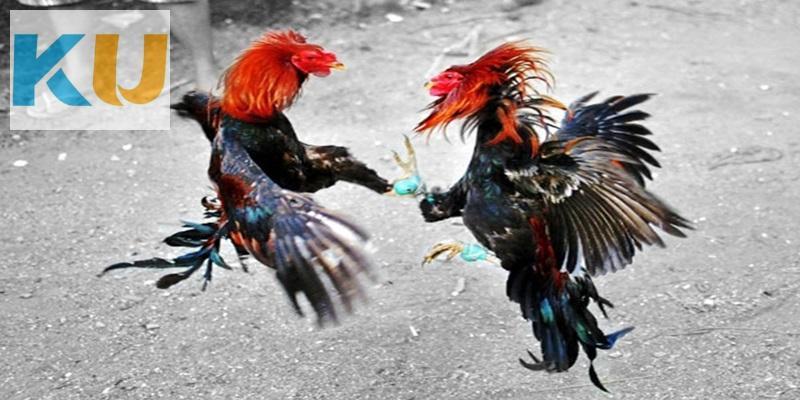 Bật mí bí quyết chơi đá gà cựa sắt hốt bạc cho kê thủ