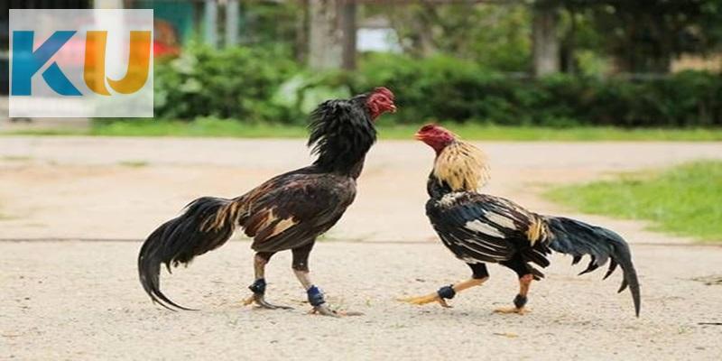 Cập nhật những luật chơi đá gà cựa sắt cơ bản