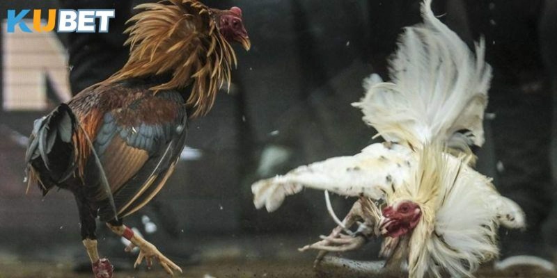 Tham gia khuyến mãi đá gà Kubet