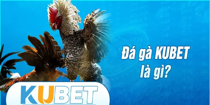 Đá gà Kubet sân chơi đẳng cấp