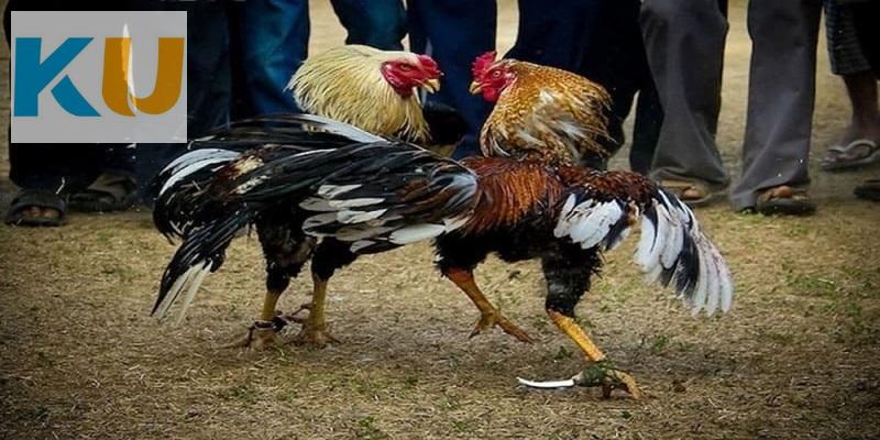 Rút tiền đá gà Kubet chỉ trong vòng 3 phút