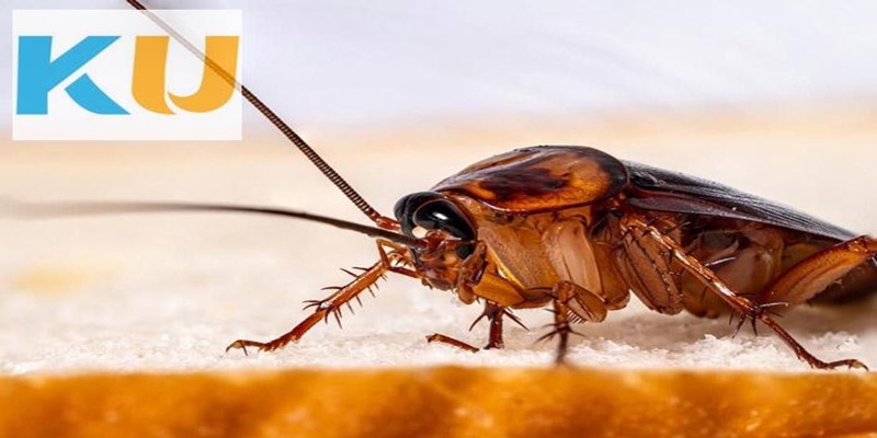 Mơ thấy con gián bay vào nhà là tin xấu cho sức khỏe và tài chính của bạn