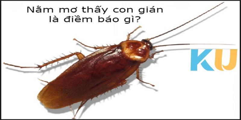 Mơ thấy con gián bò vào nhà và chết thì sao?