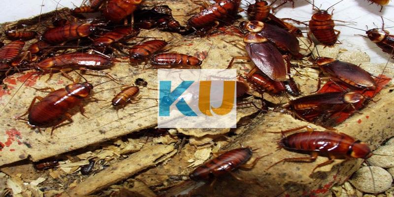 Mơ thấy đàn gián thì báo hiệu điều gì?
