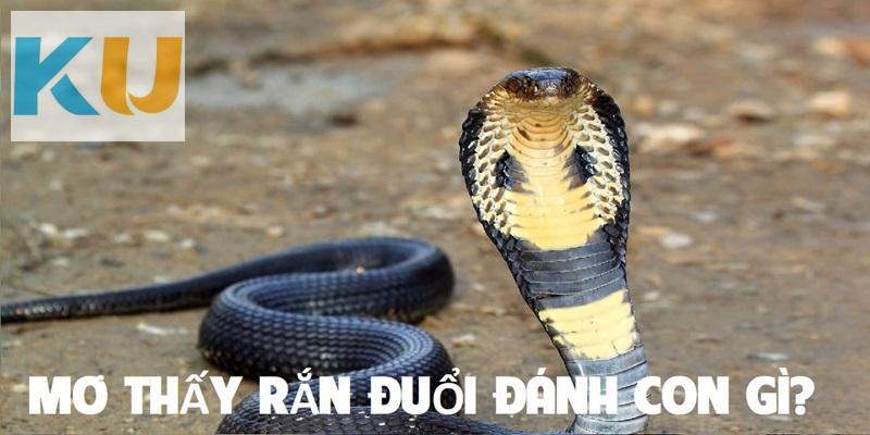 Nằm mơ thấy rắn đuổi lựa chọn con số may mắn nào?